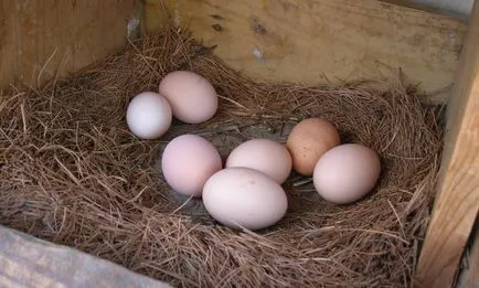 Колко яйца кокошката носи деня, седмицата, месеца и годината