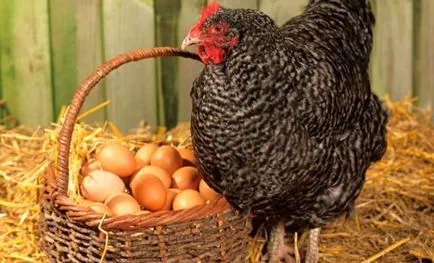 Колко яйца кокошката носи деня, седмицата, месеца и годината