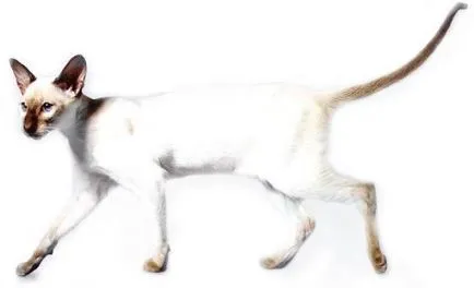 Сиамски - мистериозен котка