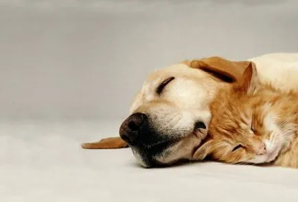 Câte ore pe zi câini de dormit - 25 aprilie 2016 - un câine sănătos