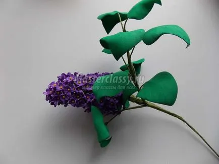 Lilac de foamirana