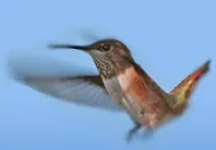 Păstrarea în captivitate - țară de flori Hummingbird