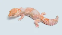 Conținutul Gecko