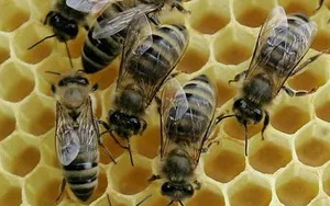 Тълкуване на сънища пчела