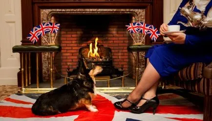 Corgi kutyafajták lett rendkívül népszerű az Egyesült Királyságban