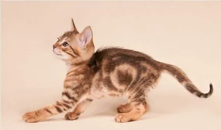 Sokoke (sokoke) снимка котки, цената, на характера на породата, описание, видео