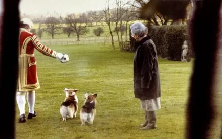 Corgi kutyafajták lett rendkívül népszerű az Egyesült Királyságban