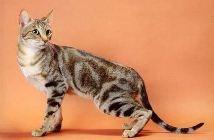Sokoke описание котка порода, характер, реално (снимки и видео)