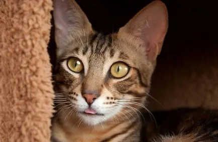 Sokoke (sokoke) снимка котки, цената, на характера на породата, описание, видео