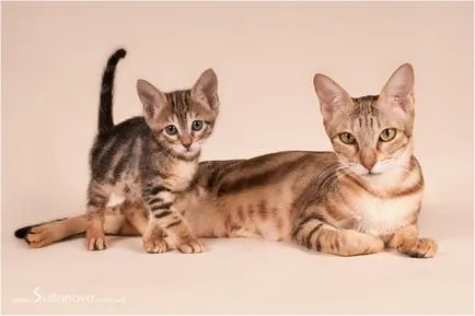 Sokoke (sokoke) fotó macskák, az ár, a természet a fajta, leírás, videó