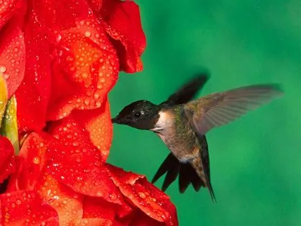 Păstrarea în captivitate - țară de flori Hummingbird