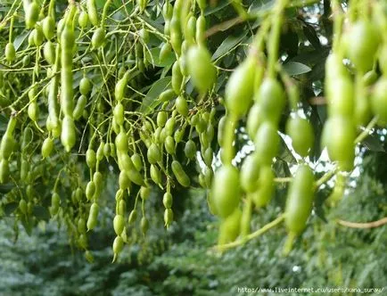 Sophora japonica proprietăți medicinale și contraindicații