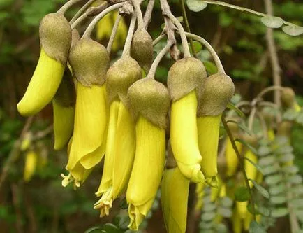 Sophora japonica - daune și beneficii