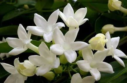 plantare Stephanotis, cultivarea și îngrijirea plantelor - Florărie