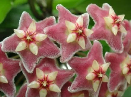 plantare Stephanotis, cultivarea și îngrijirea plantelor - Florărie