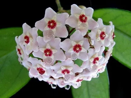 Stephanotis засаждане, отглеждане и грижи за растенията - цветар