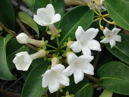 plantare Stephanotis, cultivarea și îngrijirea plantelor - Florărie