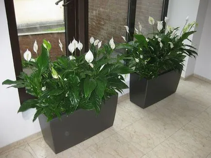 Spathiphyllum - грижи в дома, прехвърлянето, размножаване, жените щастие болести и вредители