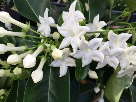 Stephanotis засаждане, отглеждане и грижи за растенията - цветар