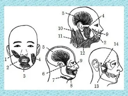 Sri téma oromandibulyarnaya dystonia