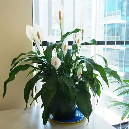 Spathiphyllum - грижи в дома, прехвърлянето, размножаване, жените щастие болести и вредители