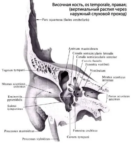 urechea mijlocie umană, urechea mijlocie anatomia, structura, funcțiile, imagini, EUROLAB