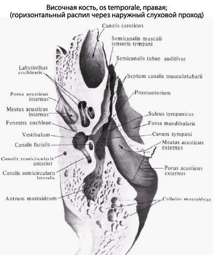 urechea mijlocie umană, urechea mijlocie anatomia, structura, funcțiile, imagini, EUROLAB