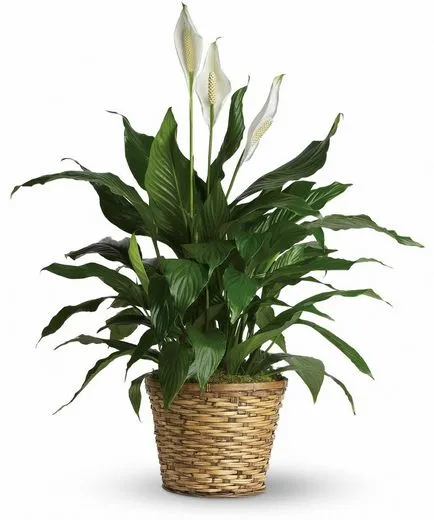 Spathiphyllum - грижи в дома, прехвърлянето, размножаване, жените щастие болести и вредители