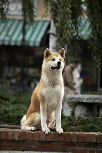 Szobra Hachiko Shibuya Állomás