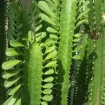 Mennyire veszélyes Euphorbia Trigona és más fajok