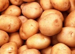 Процесът картофите преди засаждане
