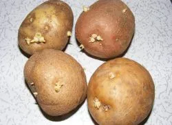 Процесът картофите преди засаждане