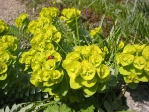 Cât de periculos Euphorbia Trigona și alte specii