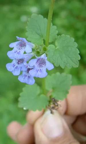 Boudreau (macskamenta) ellátás, valamint a fajok felhasználásával - Közös Boudreau, hederacea plyuschelistnaya