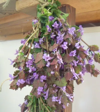 Boudreau (macskamenta) ellátás, valamint a fajok felhasználásával - Közös Boudreau, hederacea plyuschelistnaya