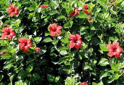 Hibiscus Tea - előnyei és hátrányai, befolyását a nyomás