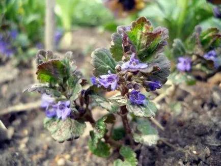 Glechoma описание hederacea и култивиране