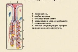 A szerkezet az emberi gyomor és a funkcióját