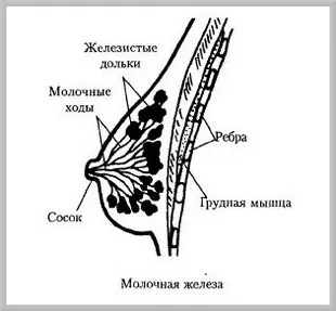 Структурата и функцията на женските полови органи