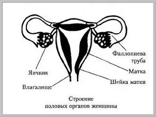 Структурата и функцията на женските полови органи