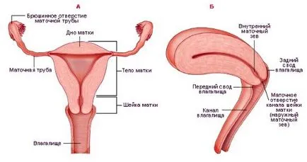 A szerkezet a női kismedencei rendszer, ls