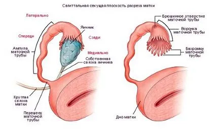 A szerkezet a női kismedencei rendszer, ls