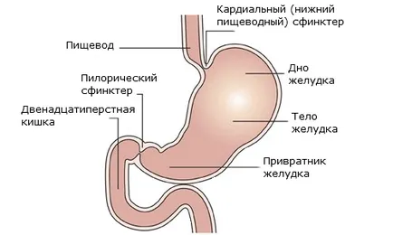 Структурата на човешкия стомах и функцията