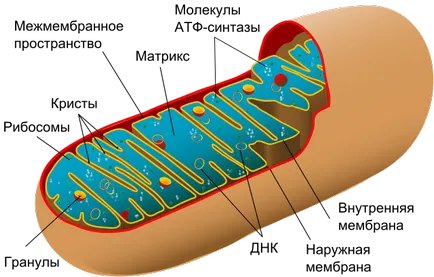 Structura mitocondriilor