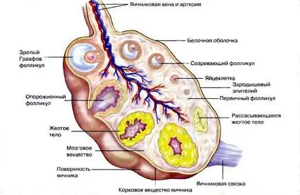 A szerkezet a női kismedencei rendszer, ls