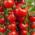 Tomato Red Arrow (характеристика и описание на разнообразието от домати, мнения)