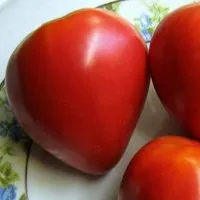 Tomate - Mazarin comentarii, fotografii, care au plantat