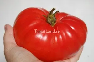 Tomato română 117 comentarii, fotografii, productivitate