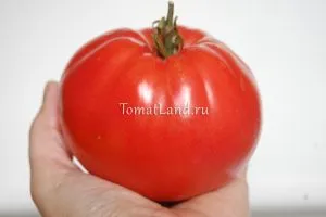 Tomato română 117 comentarii, fotografii, productivitate