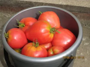 Tomate „Mazarin“ comentarii, fotografii, care au plantat